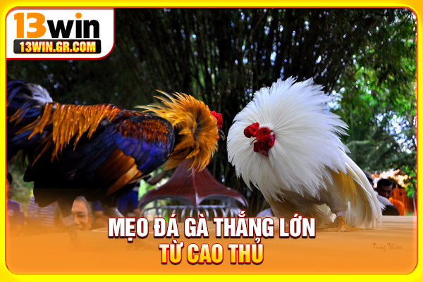 Mẹo đá gà thắng lớn từ cao thủ